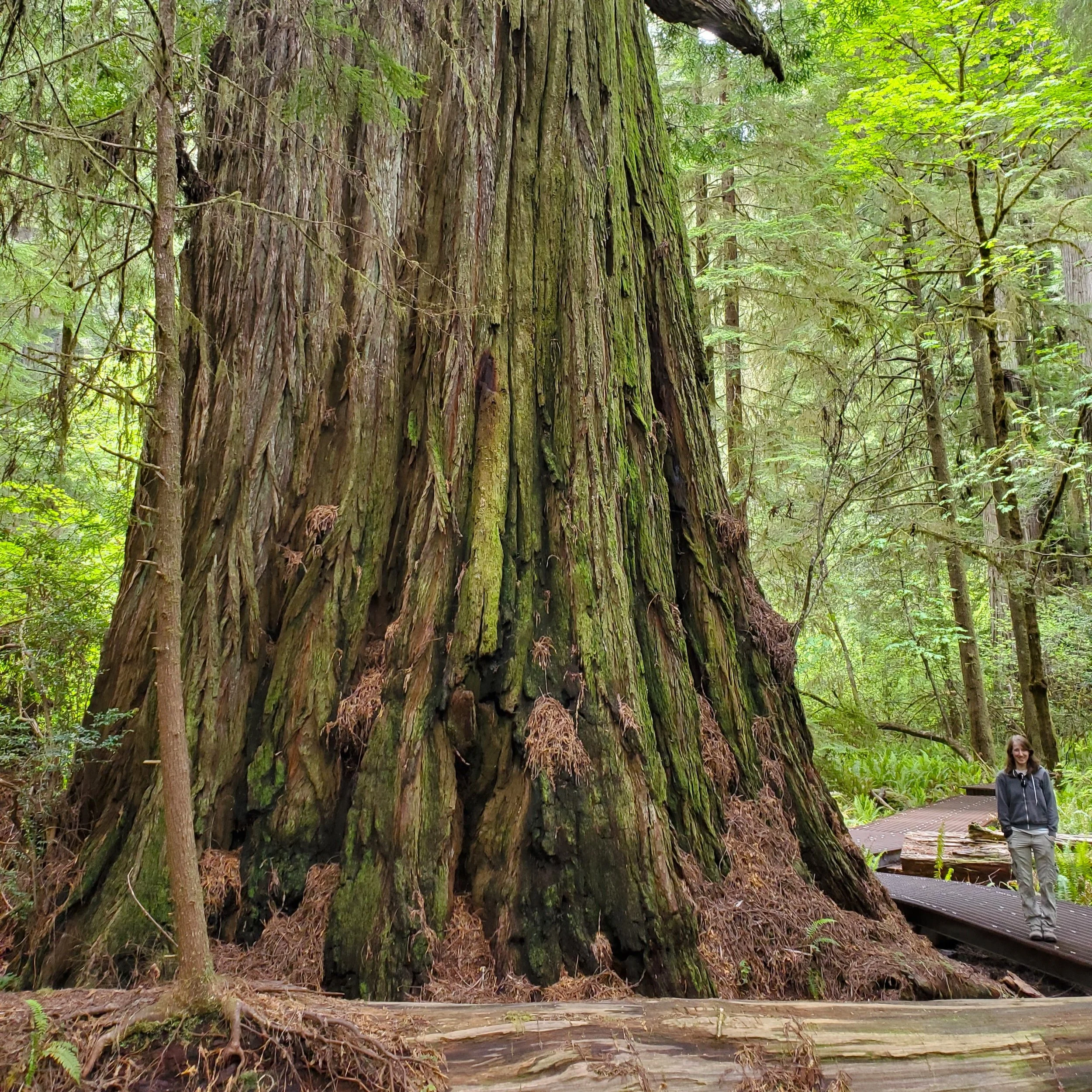 Coast Redwood — Wanderlust Nursery